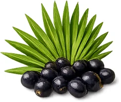 Saw palmetto extract in ProstAidon